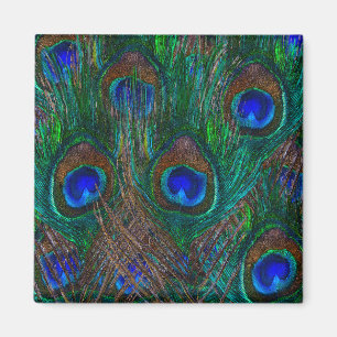 Colourful Peacock Feathers Etching Style Magnet