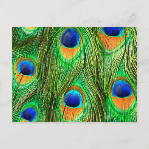 Colourful Peacock Feathers Print Postcard