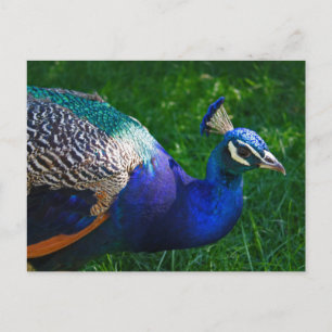 Colourful Peacock from the Wisconsin Zoo Postcard
