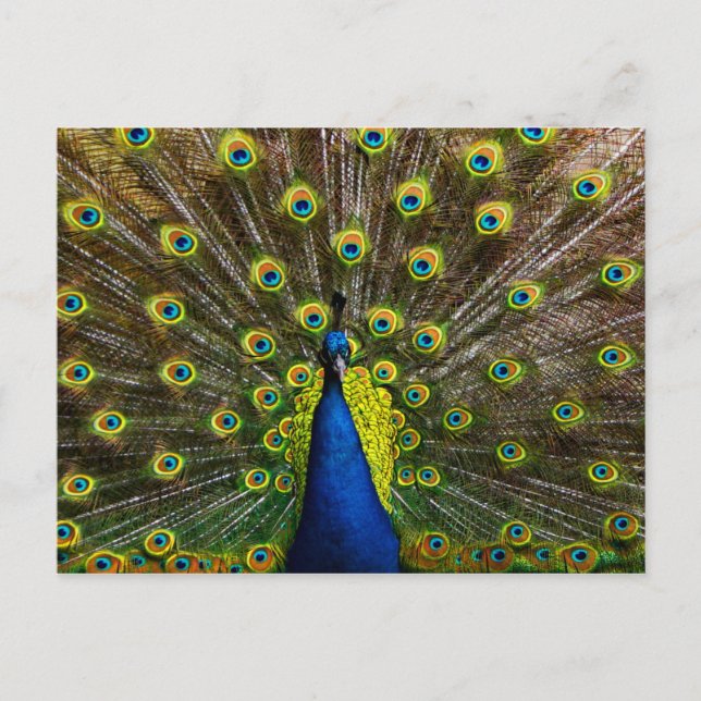 Colourful peacock postcard (Front)