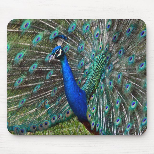 Colourful peacock print mouse mat (Front)