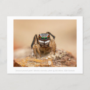 Colourful Peacock Spider Macro Photography  Postcard