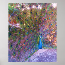 Colourful Peafowl Photo Print Poster Image