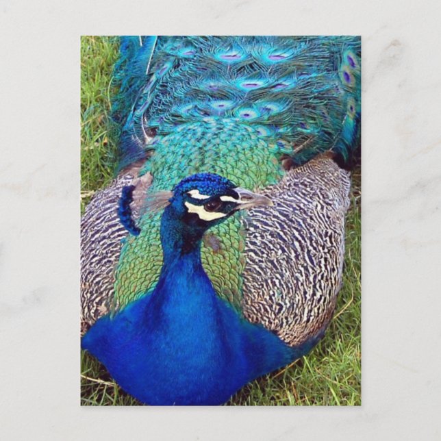Colourful Peafowl  Postcard (Front)