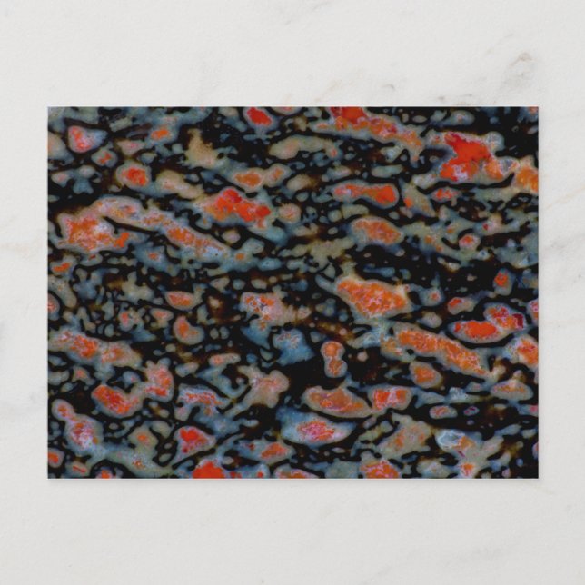 Colourful Petrified Dinosaur Bone Postcard (Front)