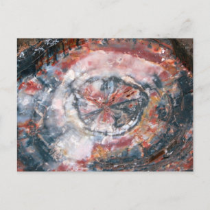 Colourful Petrified Wood photo Postcard