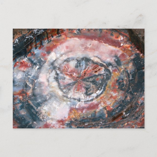 Colourful Petrified Wood photo Postcard (Front)