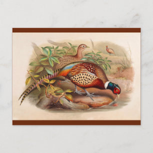 Colourful pheasant postcard