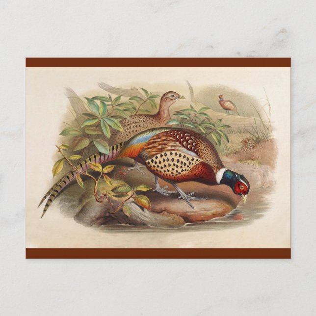 Colourful pheasant postcard (Front)