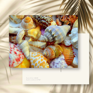 Colourful Picture of Seashells Blank Postcard