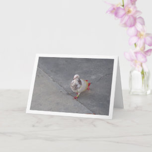 Colourful Pigeon at San Miguel Monastery Card