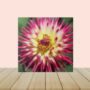 Colourful Pink Cactus Dahlia Bloom Floral Tile
