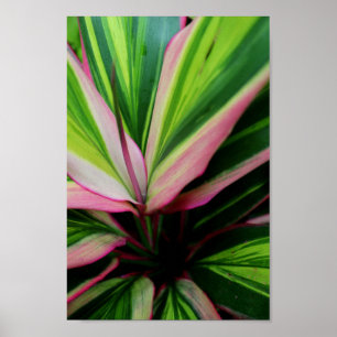 Colourful Plant Poster