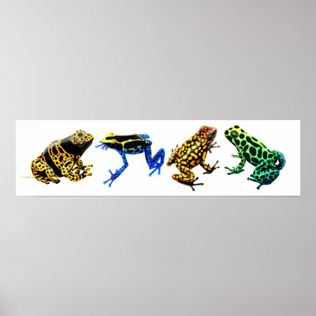 Colourful Poison Frogs Print (Front)