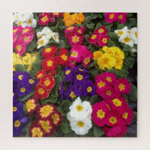 Colourful Polyanthus, Primrose Flower Jigsaw Puzzle
