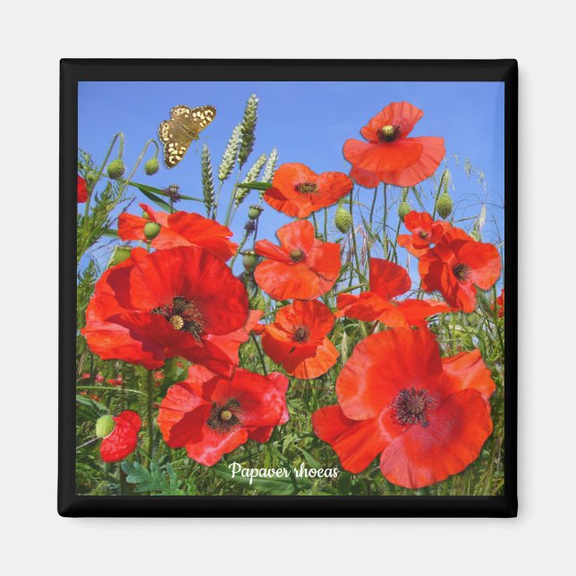 Colourful Poppy Field Magnet (Front)
