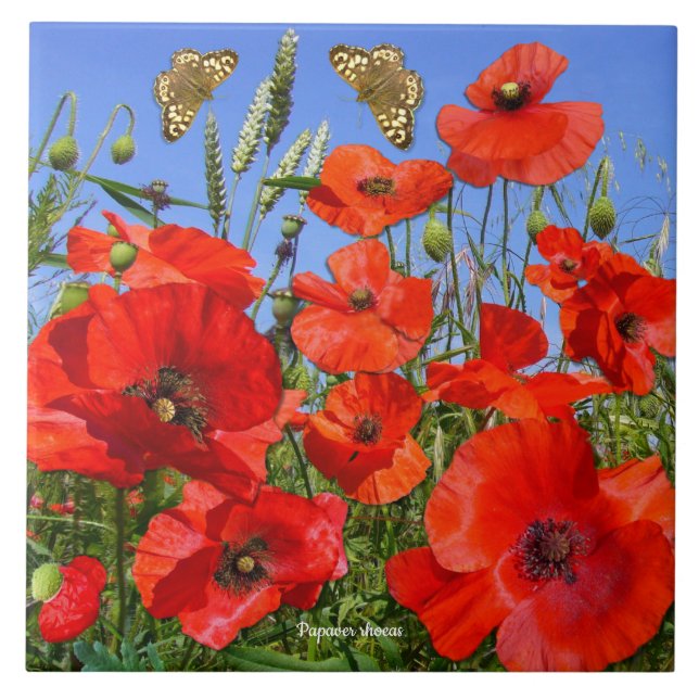 Colourful Poppy Field Tile (Front)
