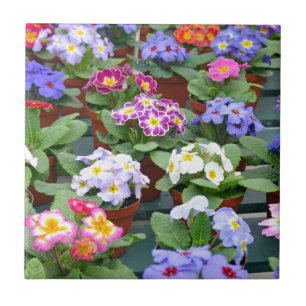Colourful primroses garden tile