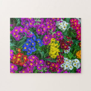 Colourful primroses puzzle