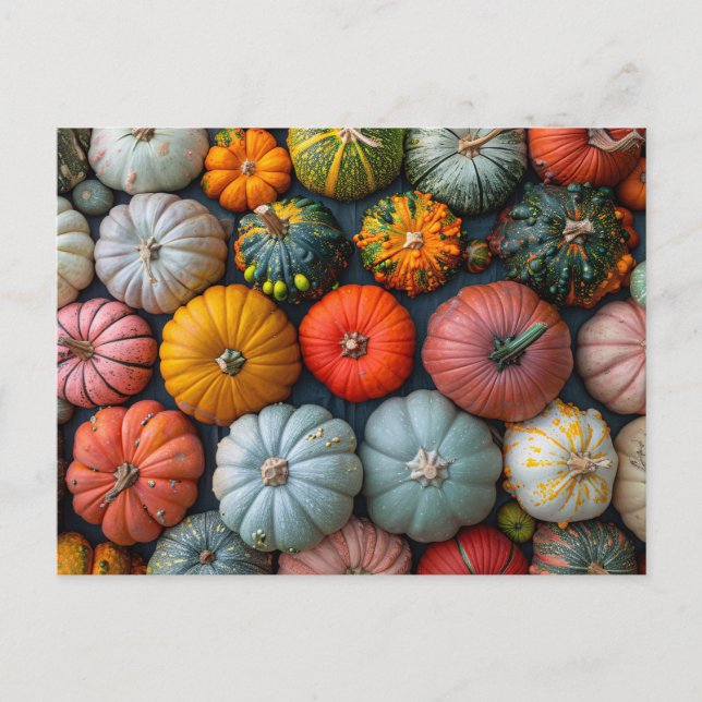 Colourful Pumpkins Gourds and Squash Postcard (Front)