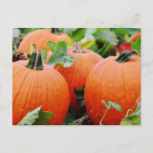 Colourful Pumpkins! Postcard