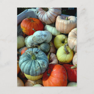 Colourful pumpkins postcard