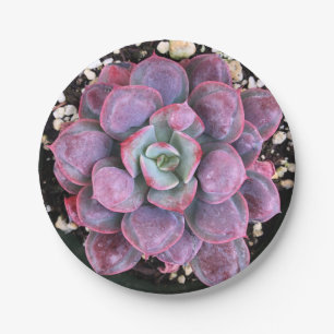 Colourful Purple Echeveria Raindrops Succulent Paper Plate