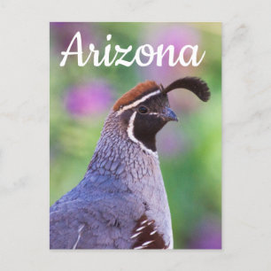 Colourful Quail, Arizona Postcard