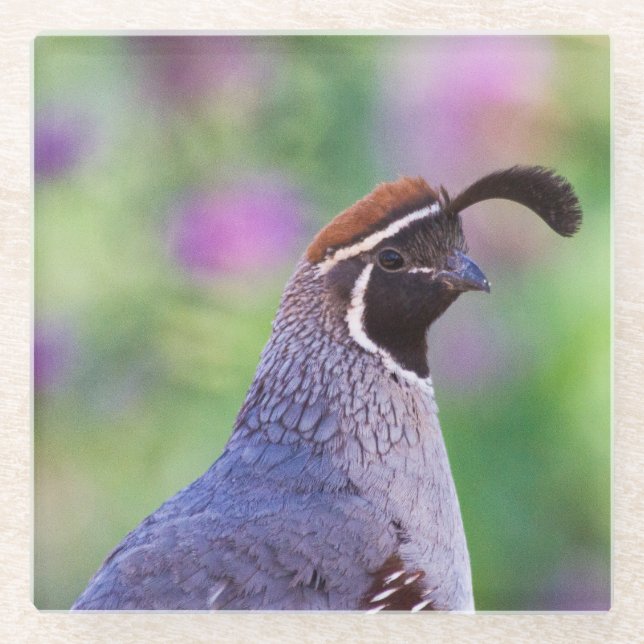 Colourful Quail Glass Coaster (Front)