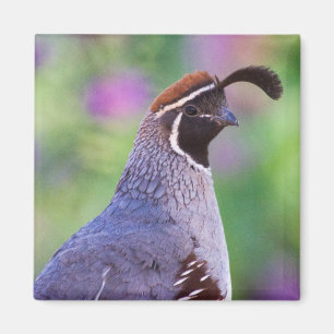 Colourful Quail Magnet