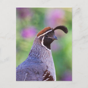 Colourful Quail Postcard