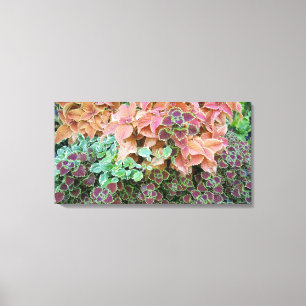 Colourful Rainbow Coleus Plants Photograph Canvas Print