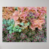 Colourful Rainbow Coleus Plants Photograph