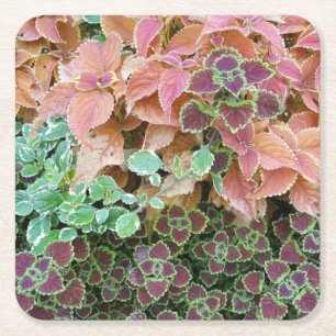 Colourful Rainbow Coleus Plants Photograph Square Paper Coaster
