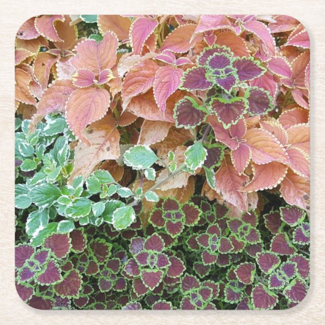 Colourful Rainbow Coleus Plants Photograph Square Paper Coaster (Front)