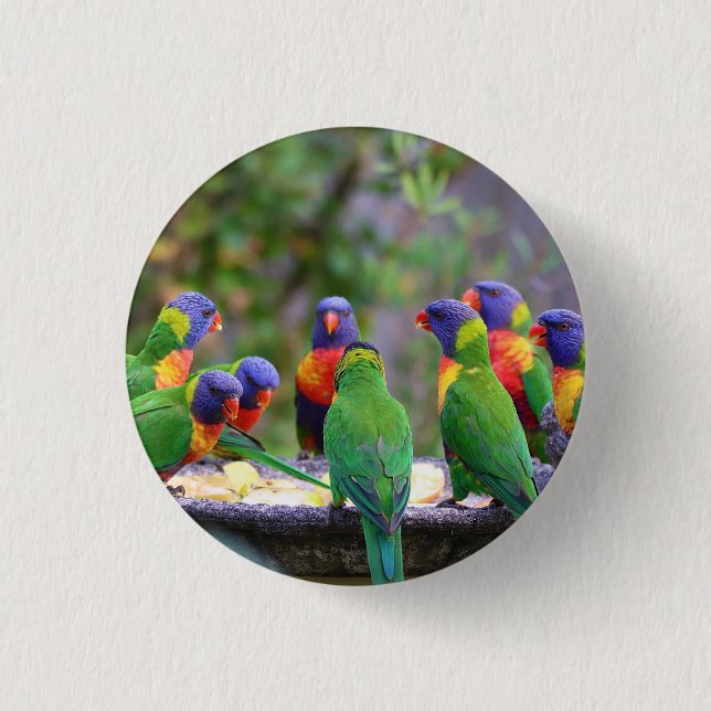 Colourful Rainbow Lorikeet Parrots Eating 3 Cm Round Badge (Front)