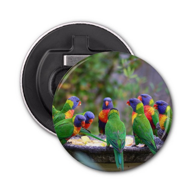 Colourful Rainbow Lorikeet Parrots Eating Bottle Opener (Front)