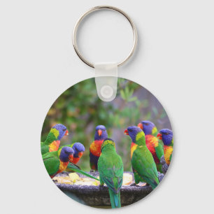 Colourful Rainbow Lorikeet Parrots Eating Key Ring