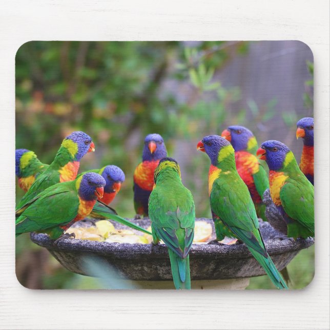 Colourful Rainbow Lorikeet Parrots Eating Mouse Mat (Front)