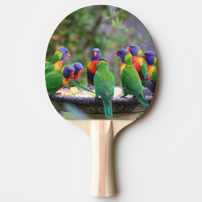 Colourful Rainbow Lorikeet Parrots Eating Ping Pong Paddle (Front)