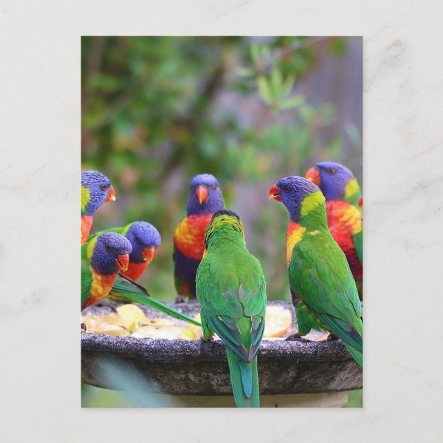 Colourful Rainbow Lorikeet Parrots Eating Postcard (Front)