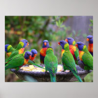 Colourful Rainbow Lorikeet Parrots Eating