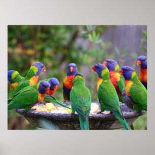 Colourful Rainbow Lorikeet Parrots Eating Poster