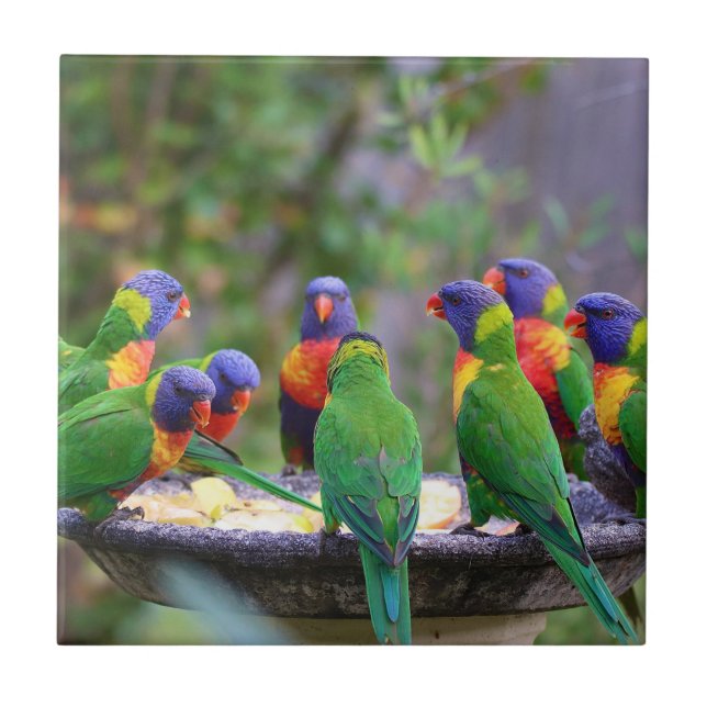 Colourful Rainbow Lorikeet Parrots Eating Tile (Front)