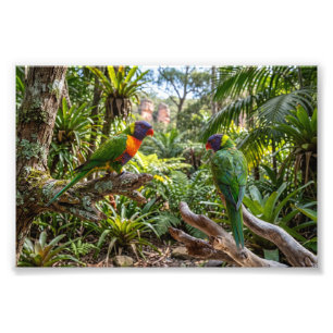 Colourful Rainbow Lorikeets Photo Print