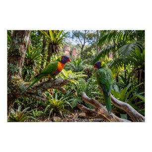 Colourful Rainbow Lorikeets Poster
