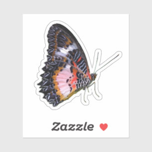 Colourful Rainforest Butterfly