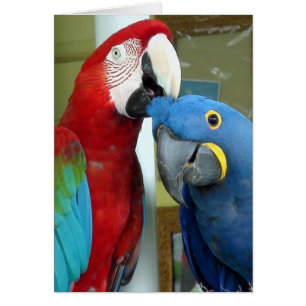 Colourful Red and Blue Macaws