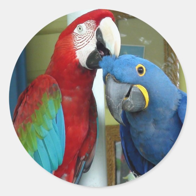 Colourful Red and Blue Macaws Classic Round Sticker (Front)