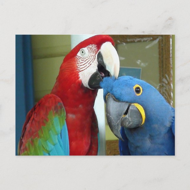 Colourful Red and Blue Macaws Postcard (Front)